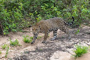 Jaguar (Panthera Onca), female, creeps on silent soles, Matto Grosso do Sul, Pantanal, Brazil, South America