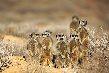 Meerkat (Suricata suricatta), Meerkat, adult, young animals, group, warm up, alert, on guard, under construction, Oudtshoorn, Western Cape, South Africa, Africa