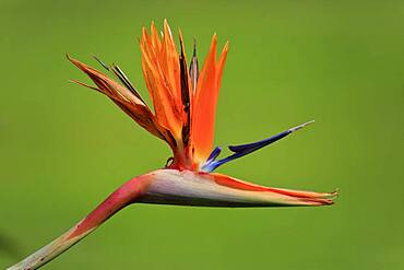 Strelitzia (Strelitzia reginae), flower, flowering, Kirstenbosch Botanical Garden, Cape Town, South Africa, Africa