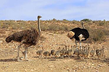 South African ostrich (Struthio camelus australis), adult, female, male, pair, young, family, group, alert, foraging, Oudtshoorn, Western Cape, South Africa, Africa