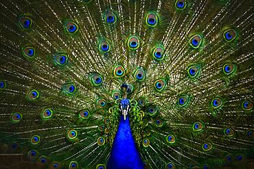 Indian peafowl (Pavo cristatus), captive, Stuttgart, Baden-Wuerttemberg, Germany, Europe