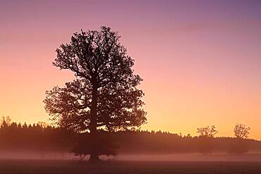 Oak (Quercus ) in morning fog, Irndorfer Hardt, Upper Danube nature park, Baden-Wuerttemberg, Germany, Europe