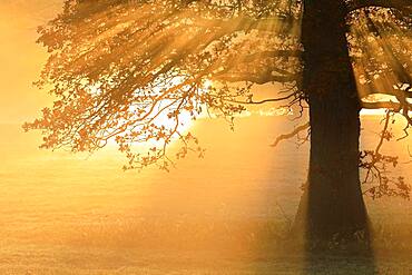 Oak (Quercus ) in morning fog, Irndorfer Hardt, Upper Danube nature park, Baden-Wuerttemberg, Germany, Europe