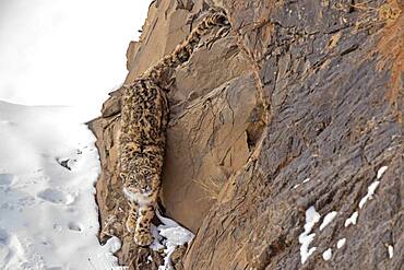 Snow leopard (Panthera uncia) on snowy rock, Iin Spiti region of the Indian Himalayas, India, Asia