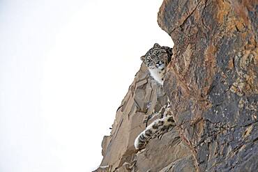 Snow leopard (Panthera uncia) looking down behind a rock, Spiti region in the Indian Himalayas, India, Asia