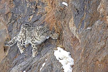 Snow leopard (Panthera uncia) on rock, Spiti region of the Indian Himalayas, India, Asia