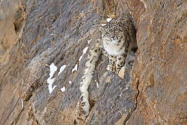 Snow leopard (Panthera uncia) on rock, Spiti region of the Indian Himalayas, India, Asia