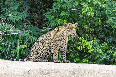 Jaguar (Panthera Onca), Matto Grosso do Sul, Pantanal, Brazil, South America