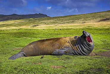 Southern elephant seal (Mirounga leonina), Carcass Island, Falkland Islands, United Kingdom, South America