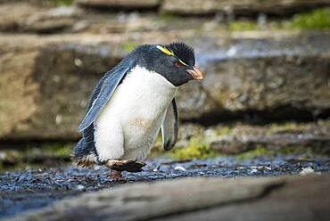 Rockhopper Penguin (Eudyptes chrysocome), Saunders Island, Falkland Islands, Great Britain, South America. Photo: Matthias Graben, South America