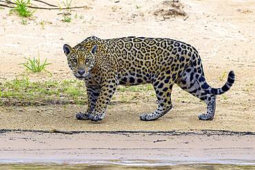 Jaguar (Panthera Onca), Matto Grosso do Sul, Pantanal, Brazil, South America