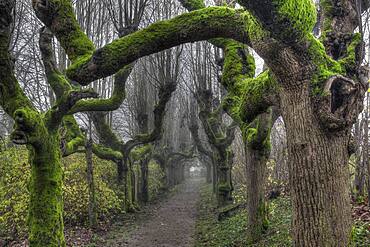 Alley of gnarled and mossy trees, Warthausen, Baden-Wuerttemberg, Germany, Europe