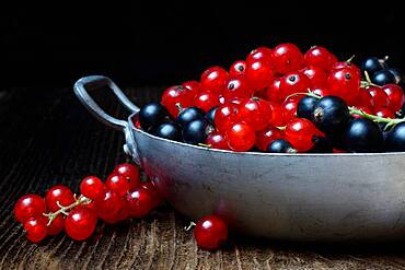 Red currants and black currants in shell, Germany, Europe