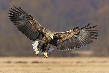 Landing adult bird of a s (Haliaeetus albicilla), Kutno, Poland, Europe