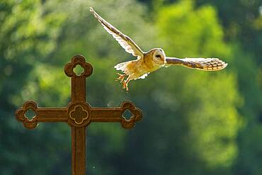 Common barn owl (Tyto alba) flies off a cross against the light, Vechta, Lower Saxony, Germany, Europe