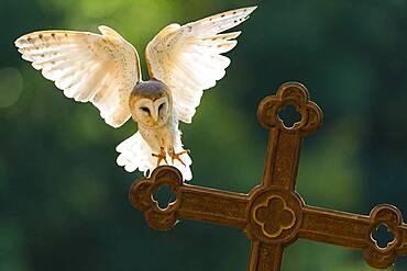 Common barn owl (Tyto alba ) lands on a cross against the light, Vechta, Lower Saxony, Germany, Europe