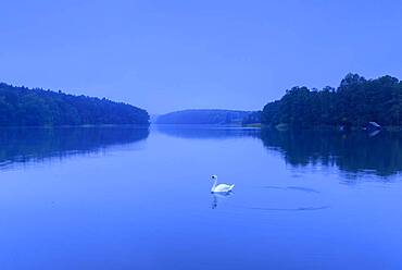 Swan on the lake Schmaler Luzin zur blauen Stunde, Lake, Feldberger Seenlandschaft, Mecklenburg-Vorpommern, Germany, Europe