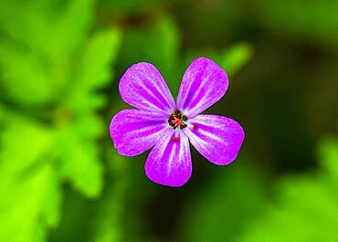 Cranesbill (Geranium), Upper Austria, Austria, Europe