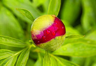 European peony, bud (Paeonia officinalis) with drops of water, Upper Austria, Austria, Europe