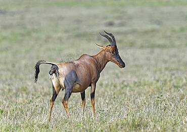 Sassaby- (Damaliscus lunatus) Birth date, Masai Mara Game Reserve, Kenya, Africa