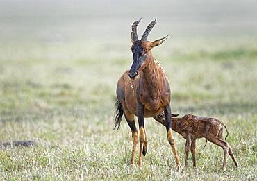 Sassaby- (Damaliscus lunatus) with newborn calf, Masai Mara Game Reserve, Kenya, Africa