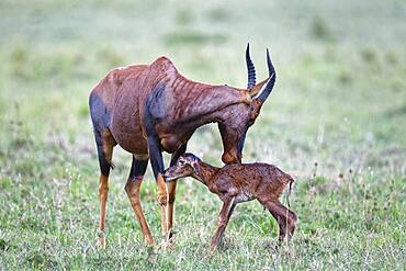 Sassaby- (Damaliscus lunatus) with newborn calf, Masai Mara Game Reserve, Kenya, Africa