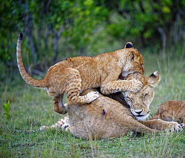 Younger Lionplays, climbs on mother, lioness (Panthera leo), Masai Mara, Kenya, Africa