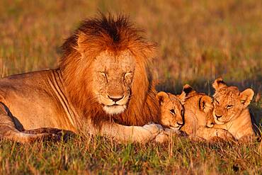 Lion (Panthera leo) and young animals, Masai Mara Game Reserve, Kenya, Africa