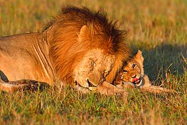 Manes (Panthera leo) and young animal, Masai Mara Game Reserve, Kenya, Africa