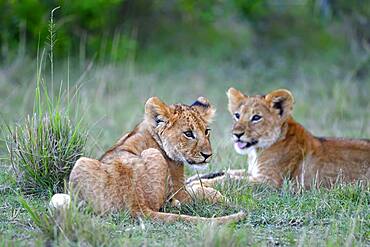 Young (Panthera leo), Masai Mara Game Reserve, Kenya, Africa