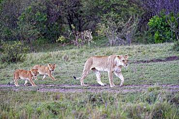 Lioness (Panthera leo) with cubs, Maasai Mara, Kenya, Africa