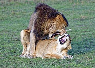 Lionskopula (Panthera leo), Masai Mara Game Reserve, Kenya, Africa