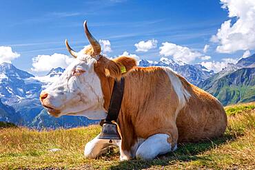 Swiss cow in the high mountains, Jungfrau region, Canton of Bern, Switzerland, Europe