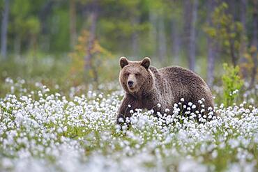 Brown bear (Ursus arctos ) in a bog with fruiting cotton grass on the edge in a boreal coniferous forest, Suomussalmi, Karelia, Finland, Europe