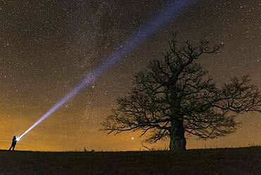 Man with flashlight at Oak (Quercus) on the Roethelberg with starry sky at night, tree, silhouette, Hohen-Demzin, Mecklenburg-Western Pomerania, Germany, Europe