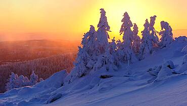 Snowy Spruces (Picea) on the winterly snowy chunk at sunset, winter, snow, resin, mountain, Schierke, Saxony-Anhalt, Germany, Europe