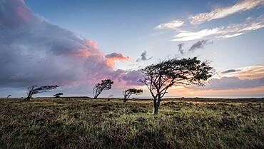 Sunrise at Braderup Heath, Sylt, Germany, Europe