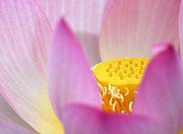 Pink Lotus flower (Nelumbo nucifera), Baden-Wuerttemberg, Germany, Europe