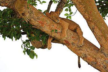 Lion (Panthera leo) lies in a tree, Queen Elizabeth National Park, Uganda, Africa