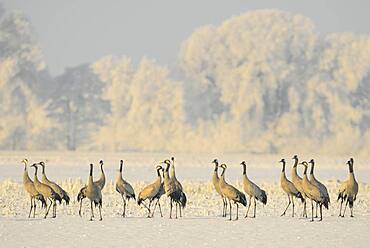 Resting cranes (grus grus) in snowy winter landscape, bird migration, Oldenburger Muensterland, Goldenstedt, Lower Saxony, Germany, Europe