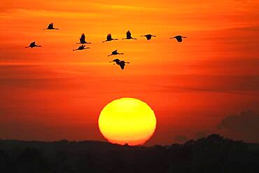 Migrating cranes (grus grus) in autumn in front of setting sun, Goldenstedter Moor, bird migration, Oldenburger Muensterland, Lower Saxony, Germany, Europe