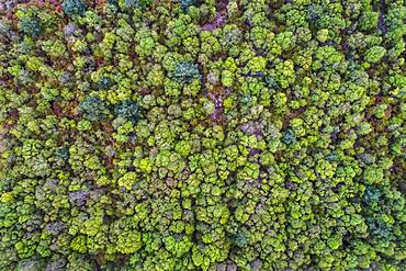 Aerial view, treetops from above, Goldenstedter Moor, Oldenburger Muensterland, Lower Saxony, Germany, Europe