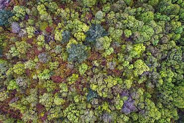 Aerial view, treetops from above, Goldenstedter Moor, Oldenburger Muensterland, Lower Saxony, Germany, Europe