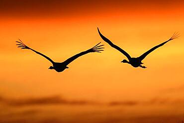 Flying Common cranes (grus grus) in front of orange morning sky, sunrise, migratory bird, Vaestergoetland, Sweden, Europe