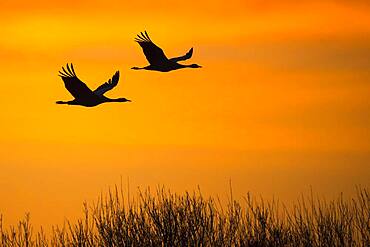 Flying Common cranes (grus grus) in front of orange morning sky, sunrise, migratory bird, Vaestergoetland, Sweden, Europe