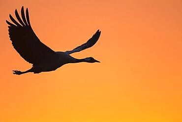 Flying Common crane (grus grus) in front of orange morning sky, sunrise, migratory bird, Vaestergoetland, Sweden, Europe