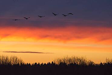 Flying Cranes (grus grus) in front of morning sky, sunrise, migrating bird, bird migration, Vaestergoetland, Sweden, Europe