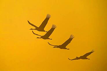 Flying Cranes (grus grus) in front of morning sky, sunrise, migrating bird, bird migration, Vaestergoetland, Sweden, Europe