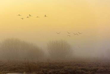 Flying cranes (grus grus) at daybreak over a misty moor, flock of birds, migratory birds, bird migration, Vaestergoetland, Sweden, Europe