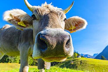 Allgaeuer Braunvieh (Bos primigenius taurus), animal portrait, Allgaeu, Bavaria, Germany, Europe